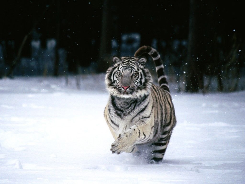 Tigres blancs - 003